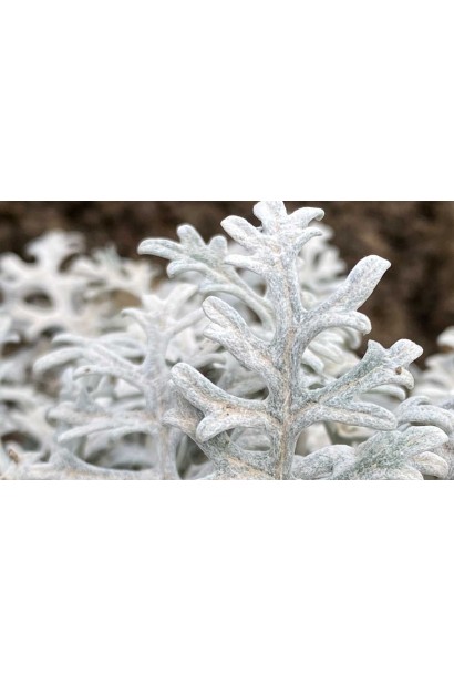 Cineraria maritima